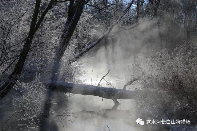 孤岛先锋